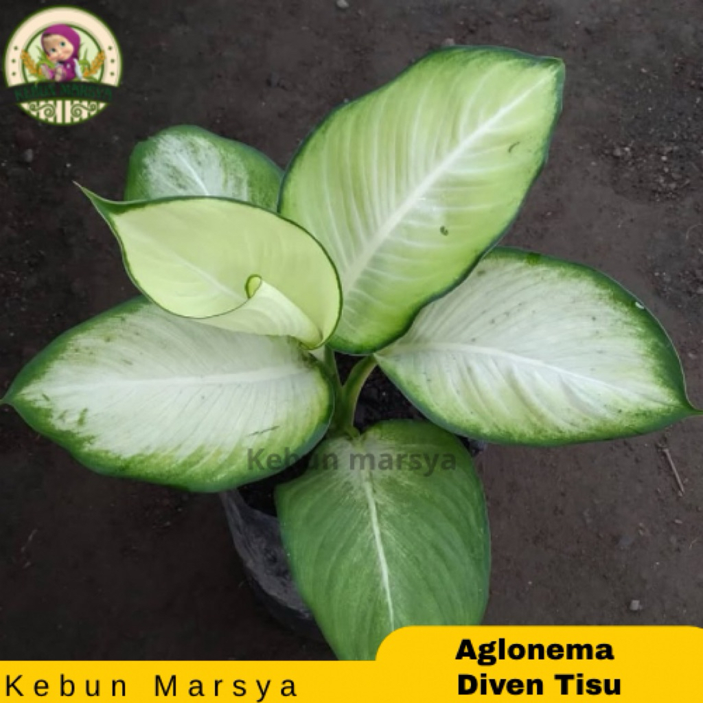 Aglonema Diven Tisu Bangkok Dewasa Berkualitas