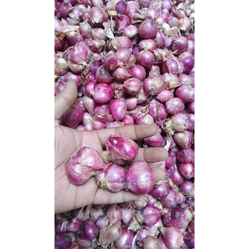 

bawang merah lokal jawa harga grosir