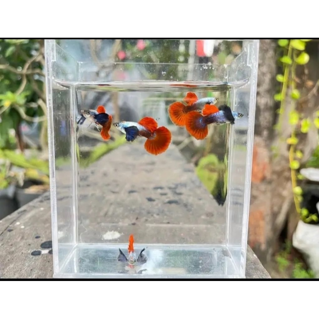 sepasang guppy PRTDE Indukan