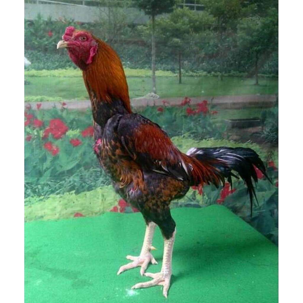 

telur ayam pakhoy lock fertil siap buat ditetaskan