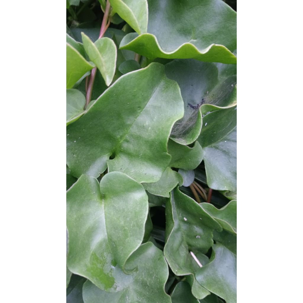 

Daun binahong segar