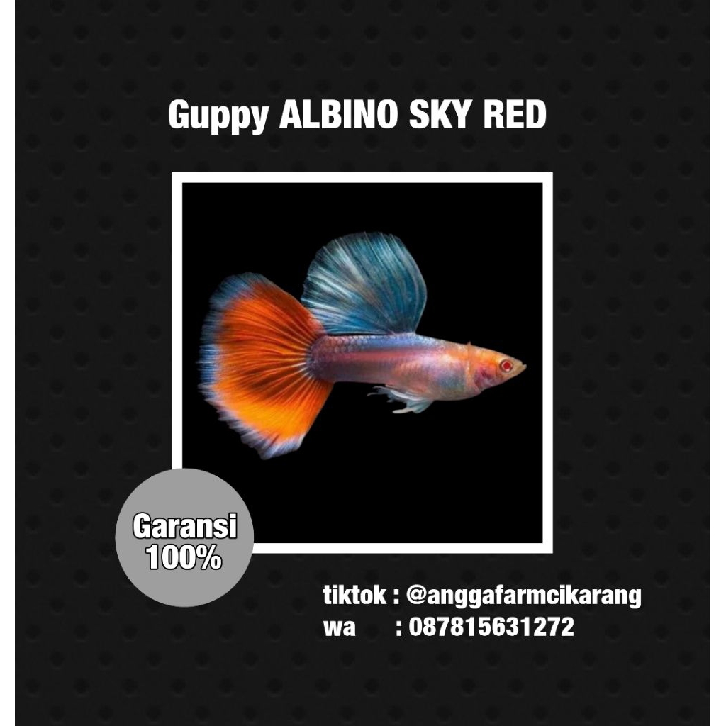 Pakan ikan guppy jenis albino sky red