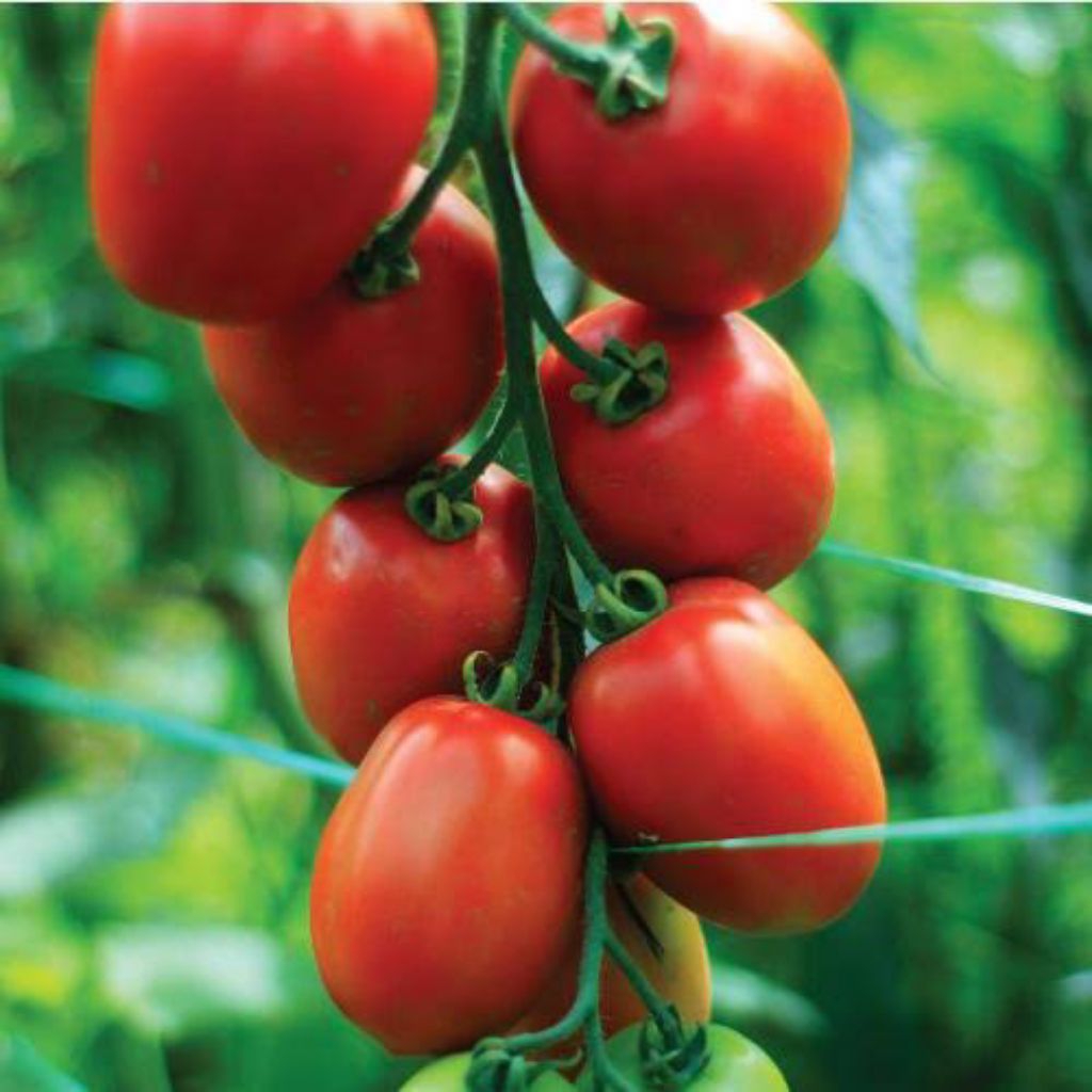 15 biji bibit / benih tomat sayur repack bibit repacking benih tomat medan