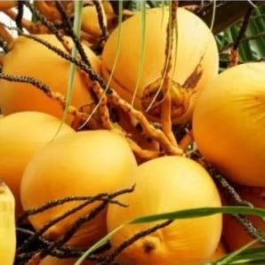 

Kelapa Gading Segar – Siap Minum & Cocok untuk Acara Adat