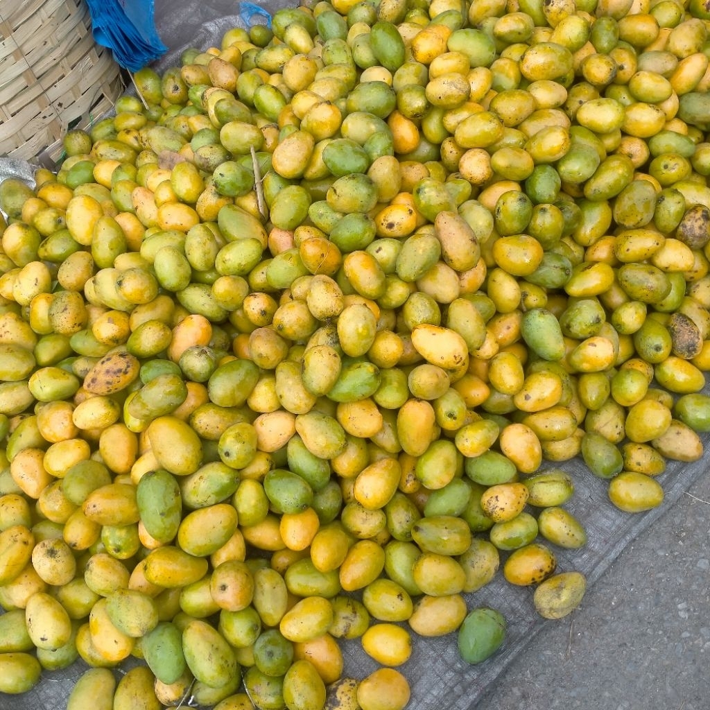 

Mangga Madu(Mangga Toba)