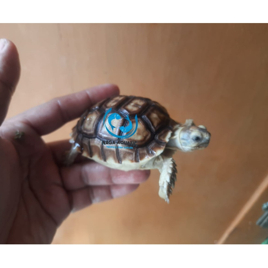 Kura KuraSulcata  7 cm ,