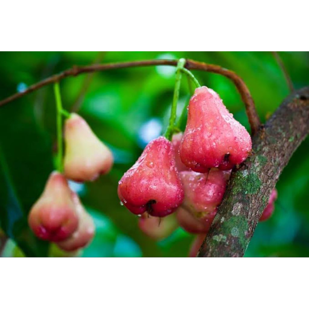 

Jambu Air macam2 jenis