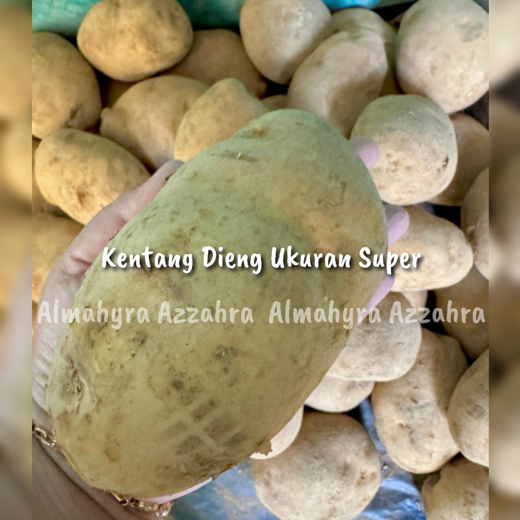 

KENTANG DIENG SUPER | 1KG | ALMAHYRA AZZAHRA