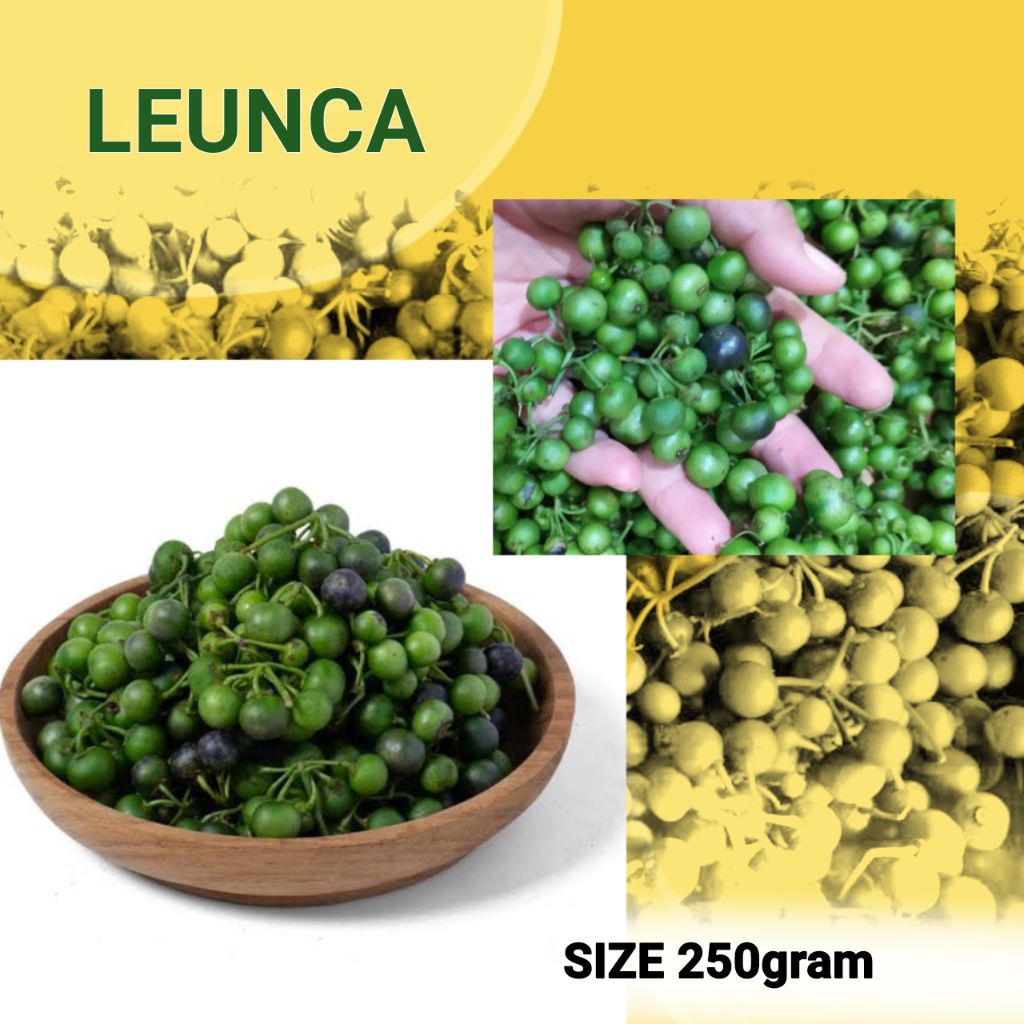 

LEUNCA 250gram SUPER Untuk Lalapan Dan Terapi Mata Minus
