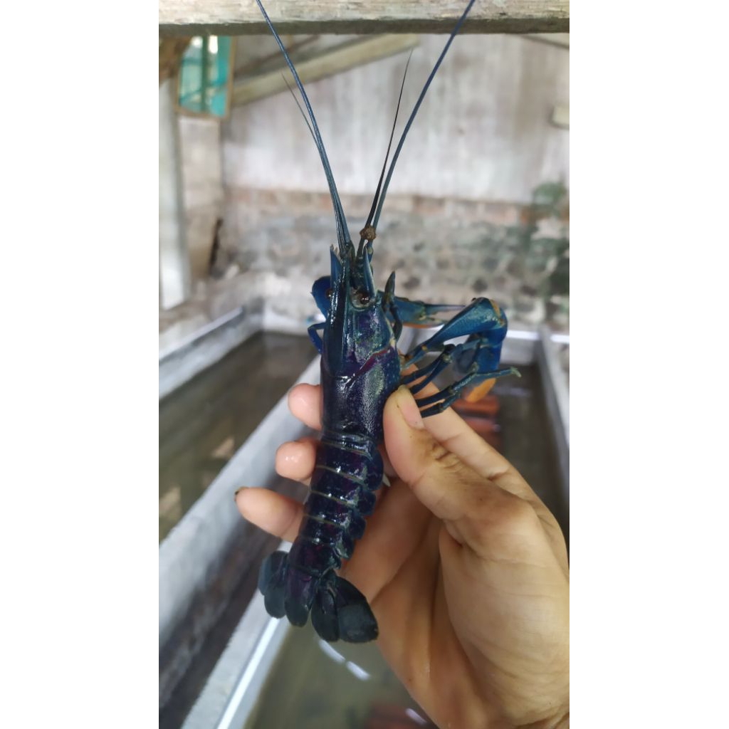 

Lobster air tawar indukan