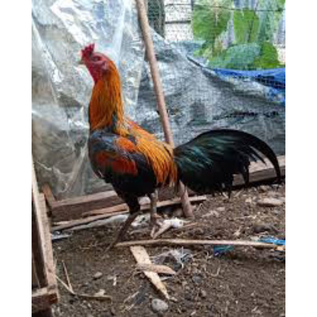 

telur ayam Birma fertil siap buat ditetaskan