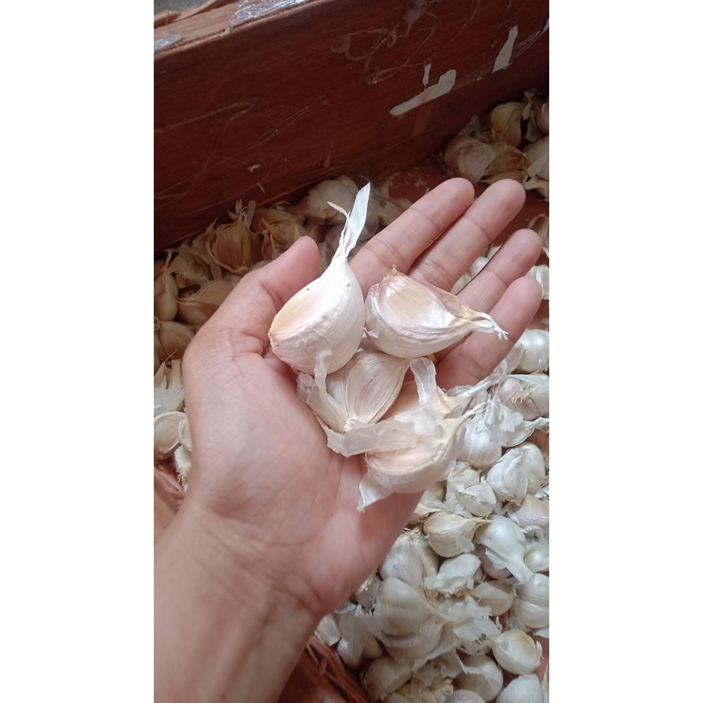 

Bawang Putih Kating Ukuran Besar