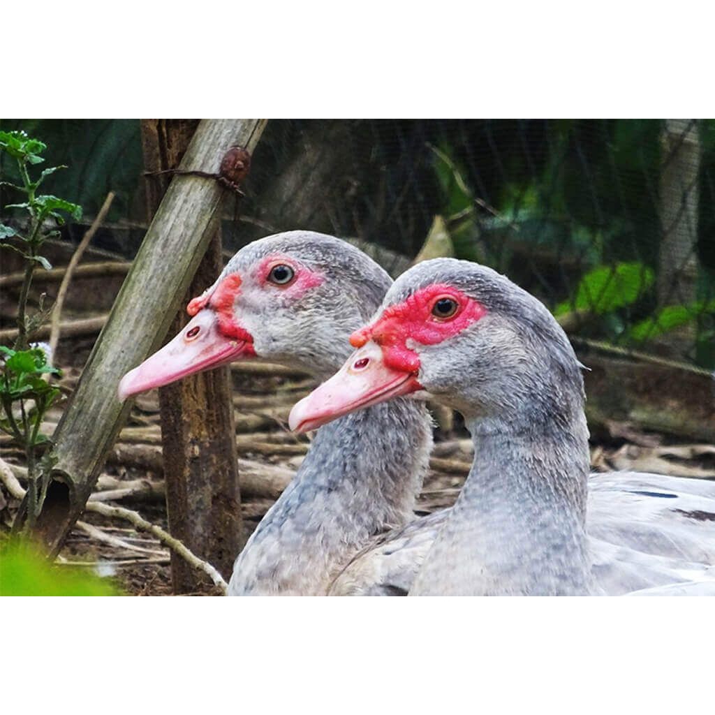 

paket hemat 6 telur mentok/entok Rambon super jumbo fertil siap buat ditetaskan