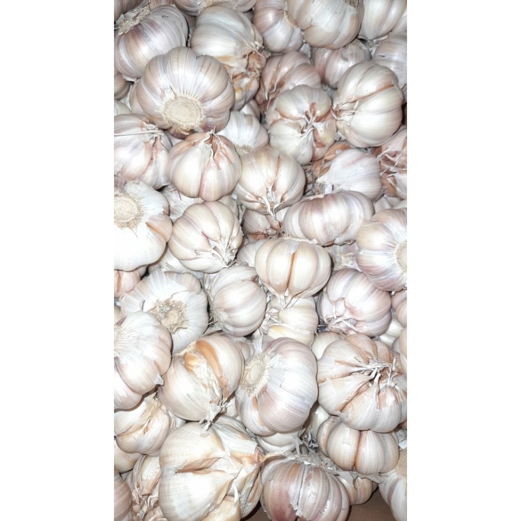 

Bawang Putih 1kg bagus dan kering