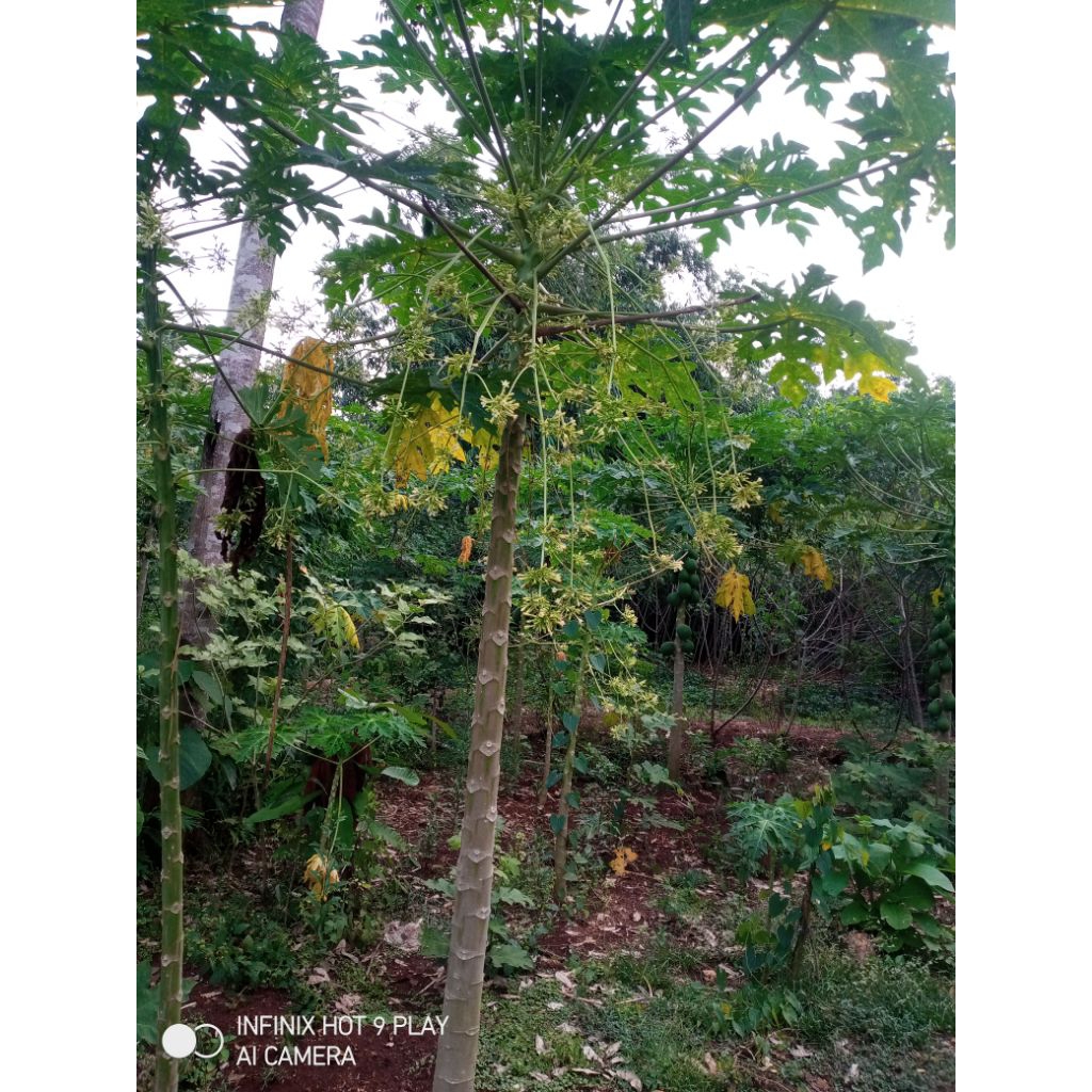 

bunga pepaya segar 1kg