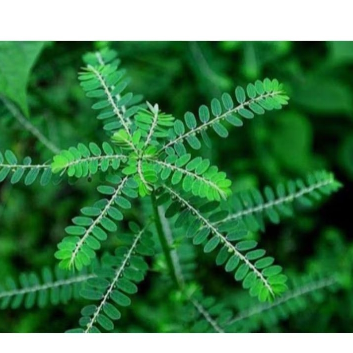 

daun Meniran segar pres per 100gram