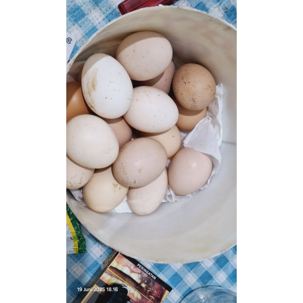 

telur ayam kampung asli fresh dari kandang sendiri