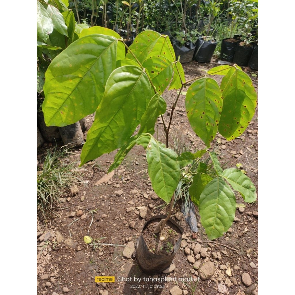 bibit pohon jengkol  lalapan bibit jengkol