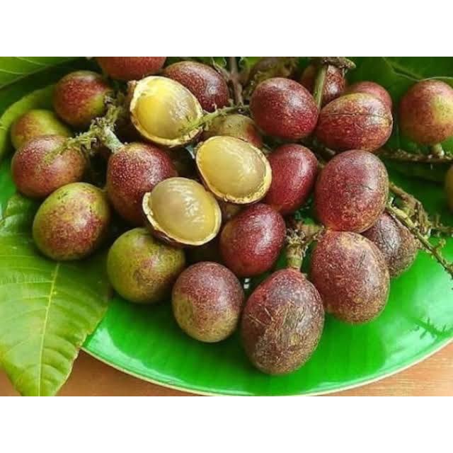 Bibit Pohon Matoa – Cepat Tumbuh & Buah Manis Segar