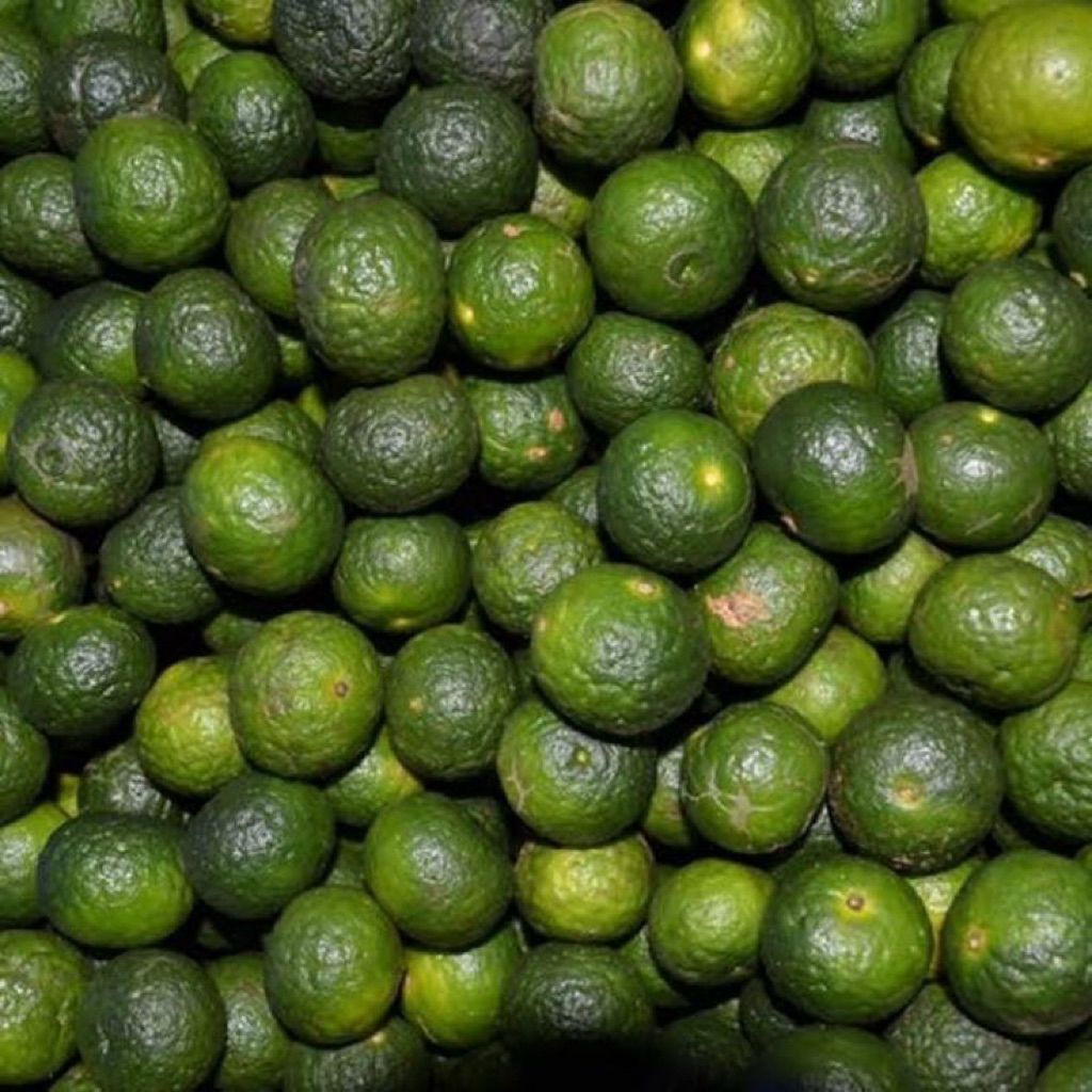 

Jeruk Limau baso aci seblak | Kemasan 500 gr & 1 kg