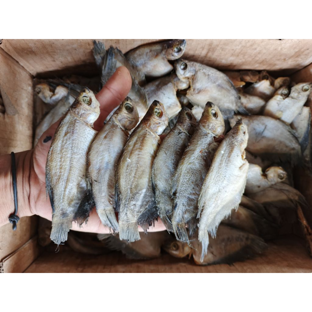 

Grosir Ikan Asin,ikan asin sepat sedang, ikan sepat, asin sepat siem, berat 1,kg