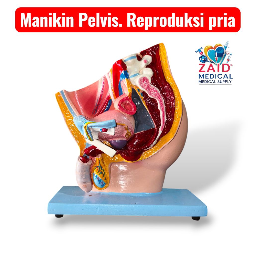 Manikin Pelvis Anatomy Reproduksi Manusia/ Manekin Sistem Reproduksi Manusia