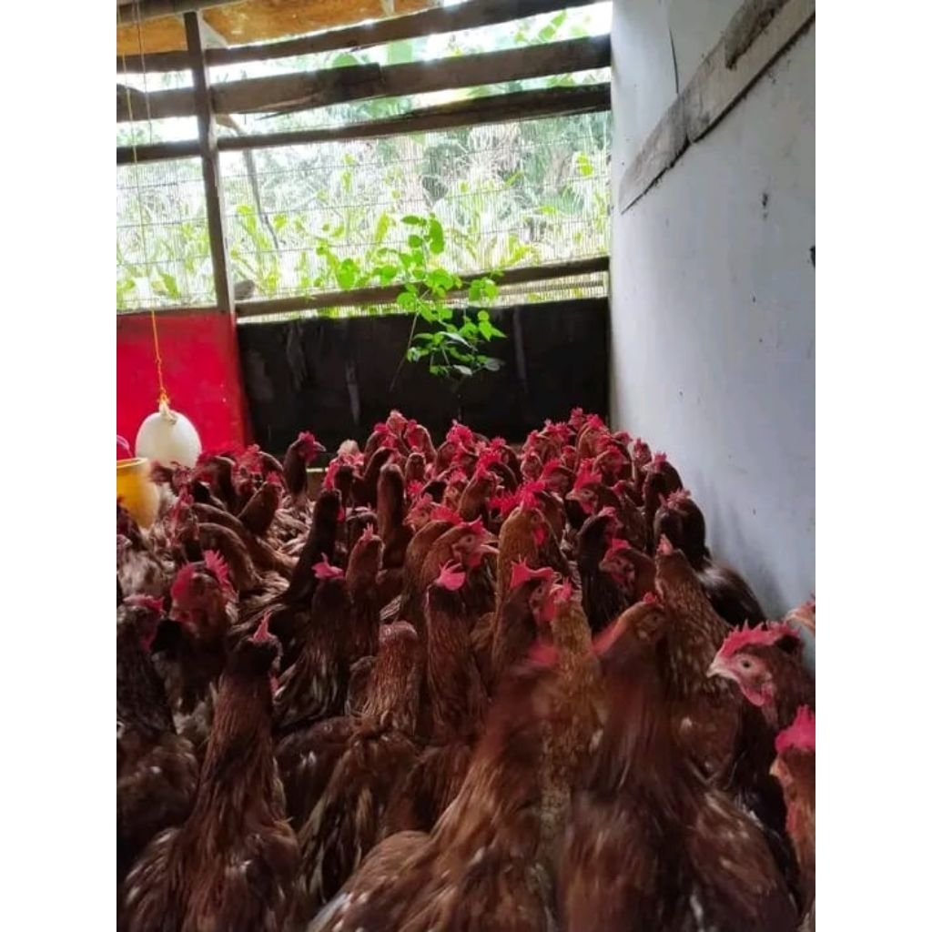 

Sii jengger merah siap produksi telor Usia 21 Minggu