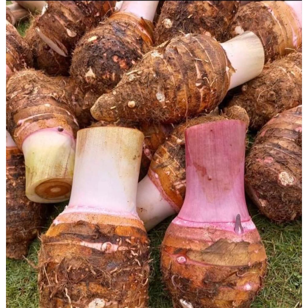 

Talas Bogor Ketan Perbiji