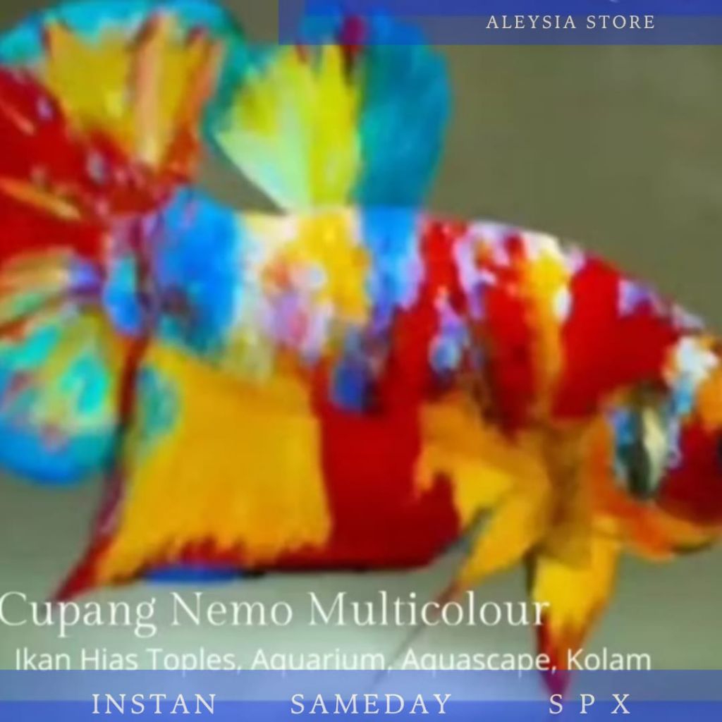 Cupang Hias Nemo Multicolour Hiasan Rumah Atau Kantor
