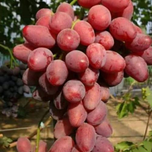 Bibit anggur impor taldun