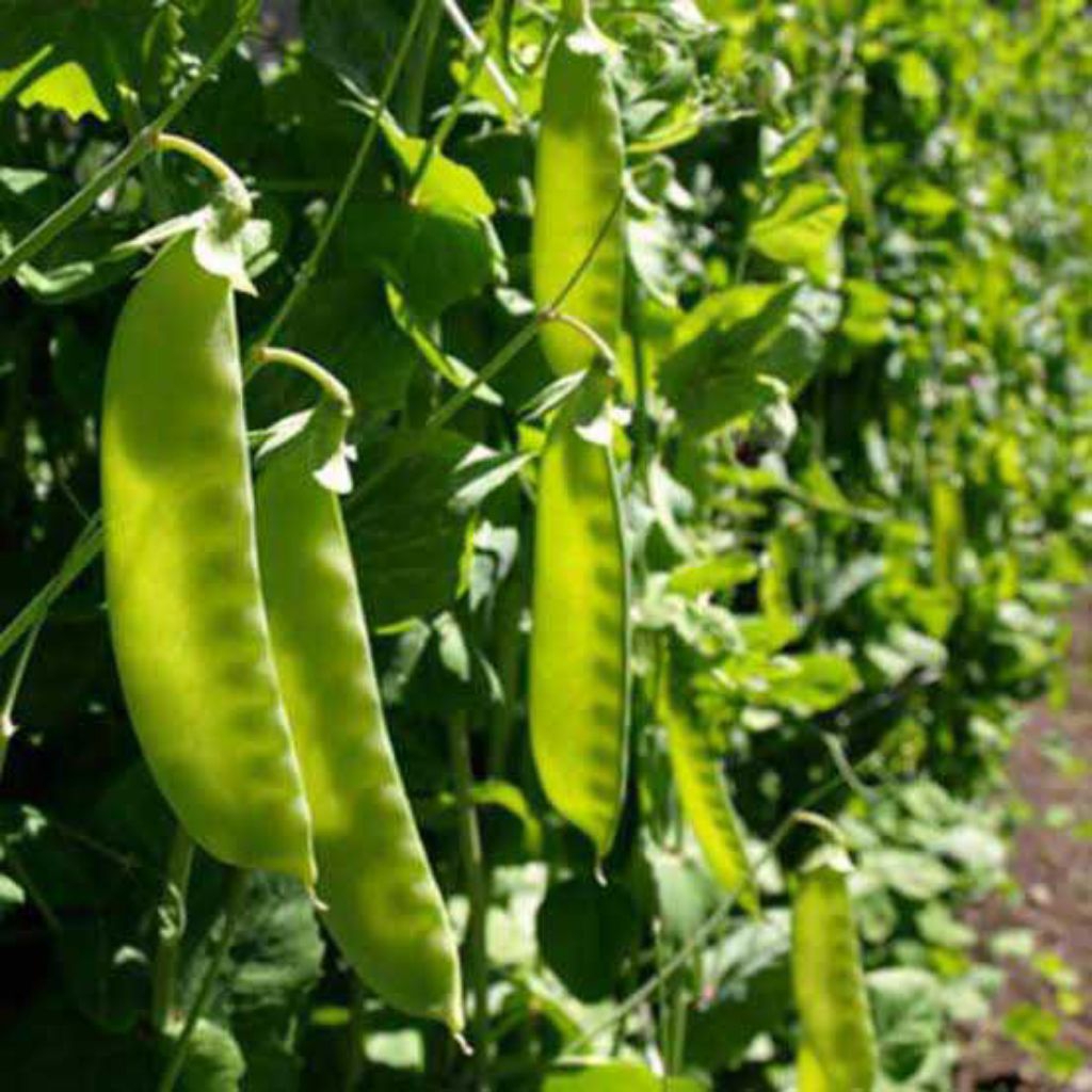3 Benih Kacang Kapri Polong Pipih TAICHUNG NO. 11 Snow Pea Seeds - Known You Seed KYS