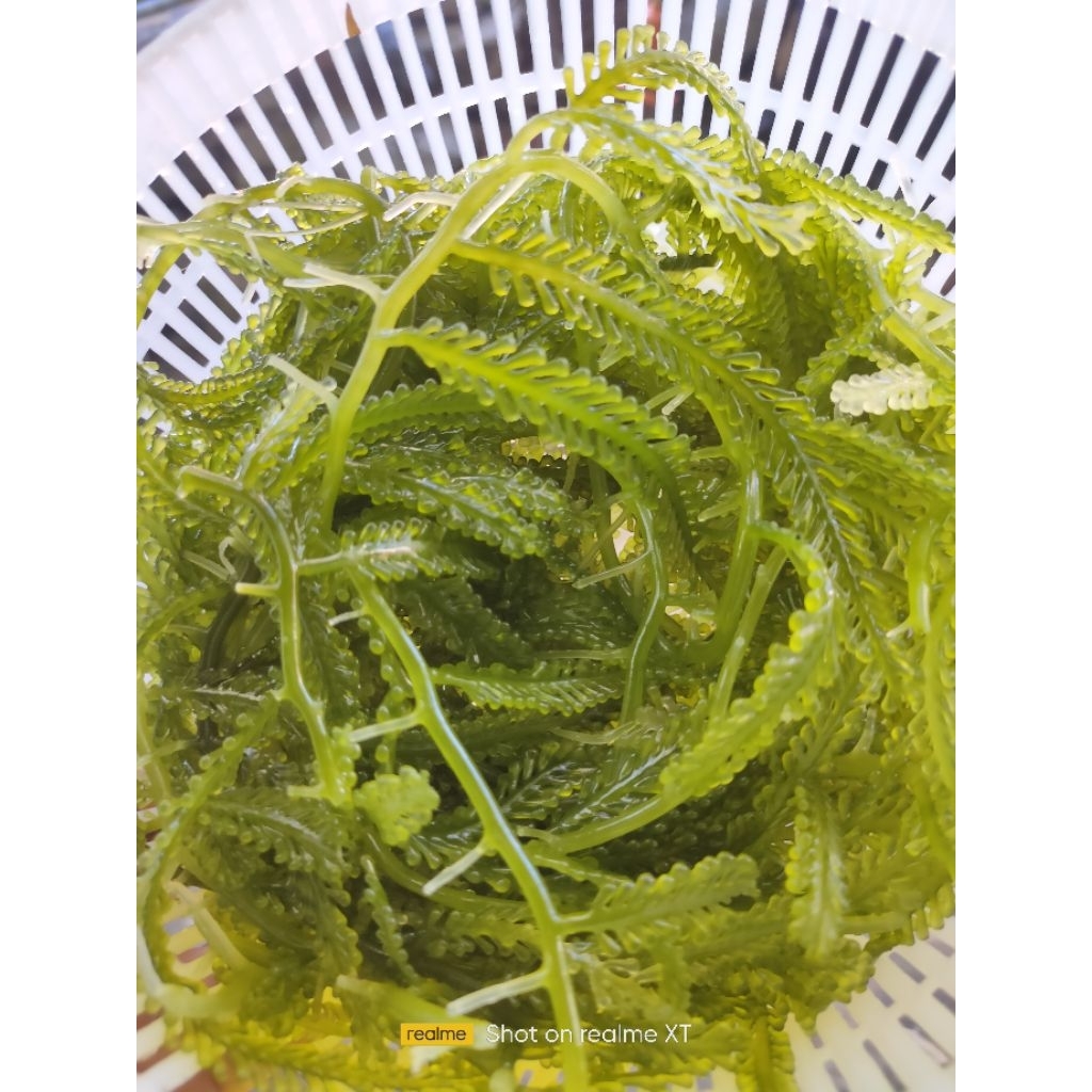 

seagrapes latoh lawilawi 1 kg