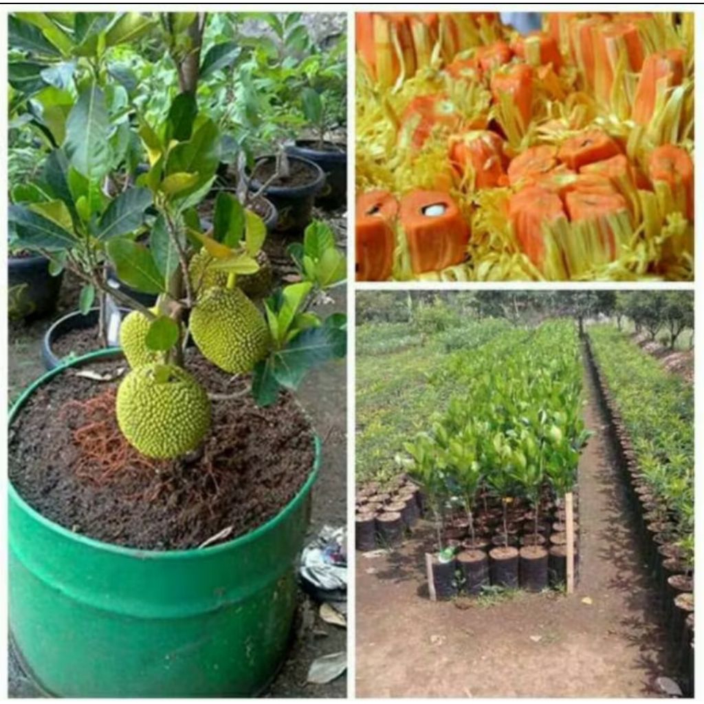 Bibit nangka Mini Merah