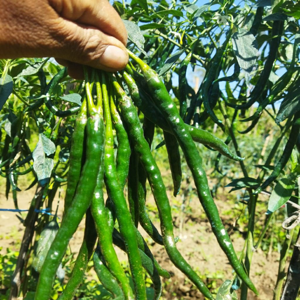 

Cabe Keriting Hijau 500gr