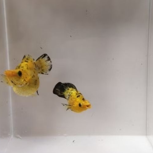 ikan molly Tiger size indukan 1pasang