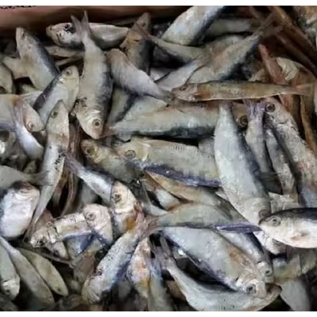 

promo ikan asin tembang murah