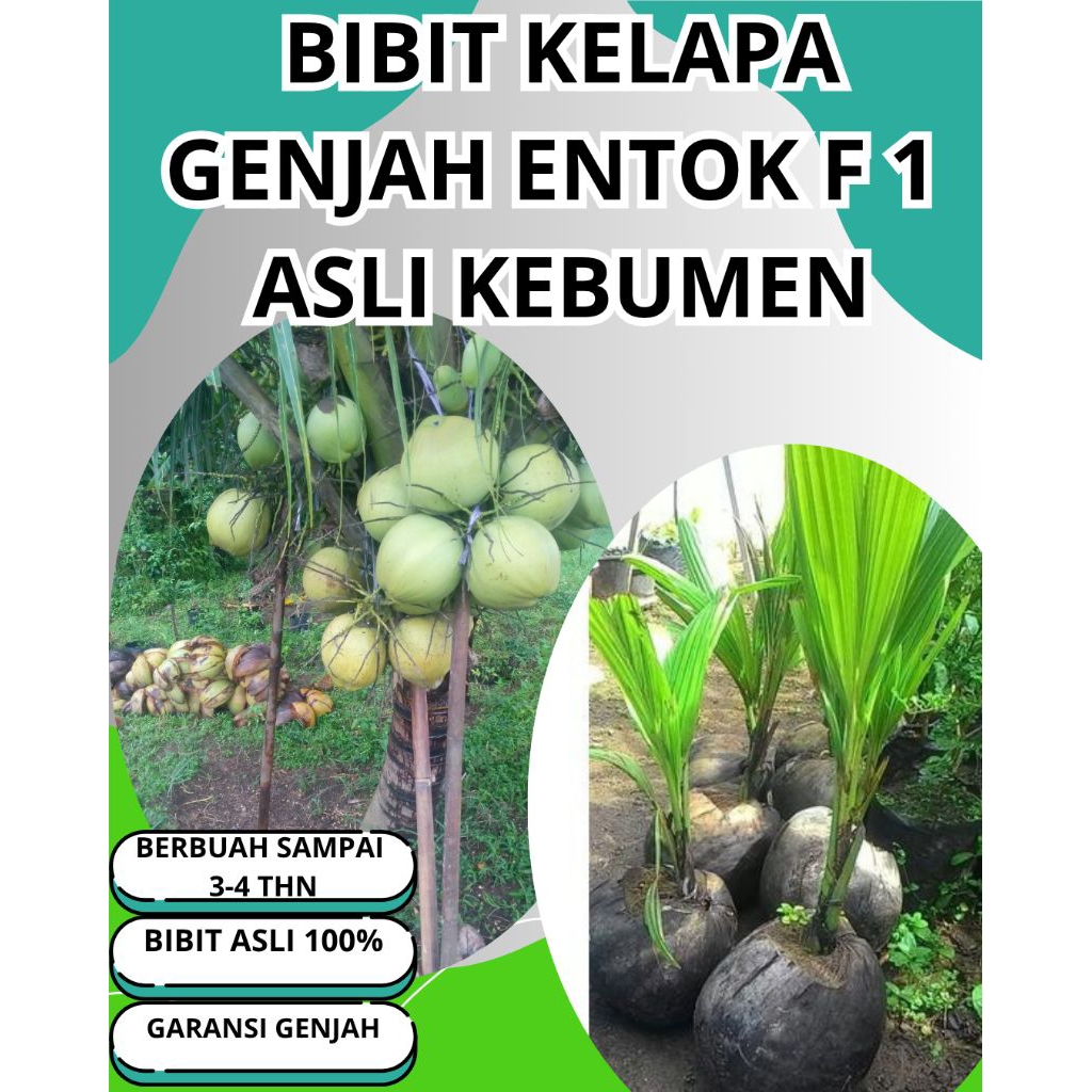 SUDAH DIKUPAS  Bibit Buah Kelapa Genjah Hibrida F1