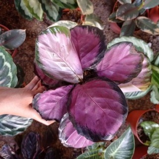 Tanaman hias Calathea Crimson - Calathea Crimson - calathea - Tanaman Hias Calathea - jual Calathea