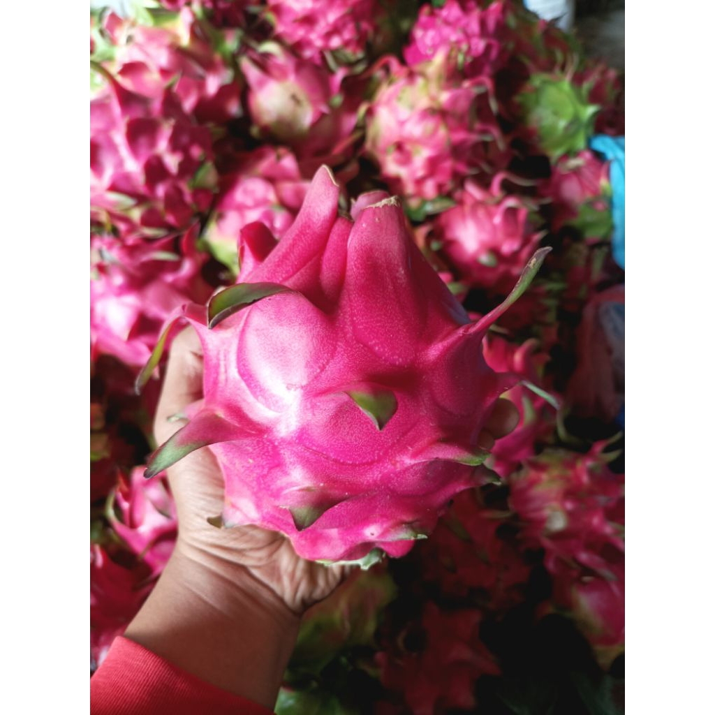 

Buah Naga Banyuwangi