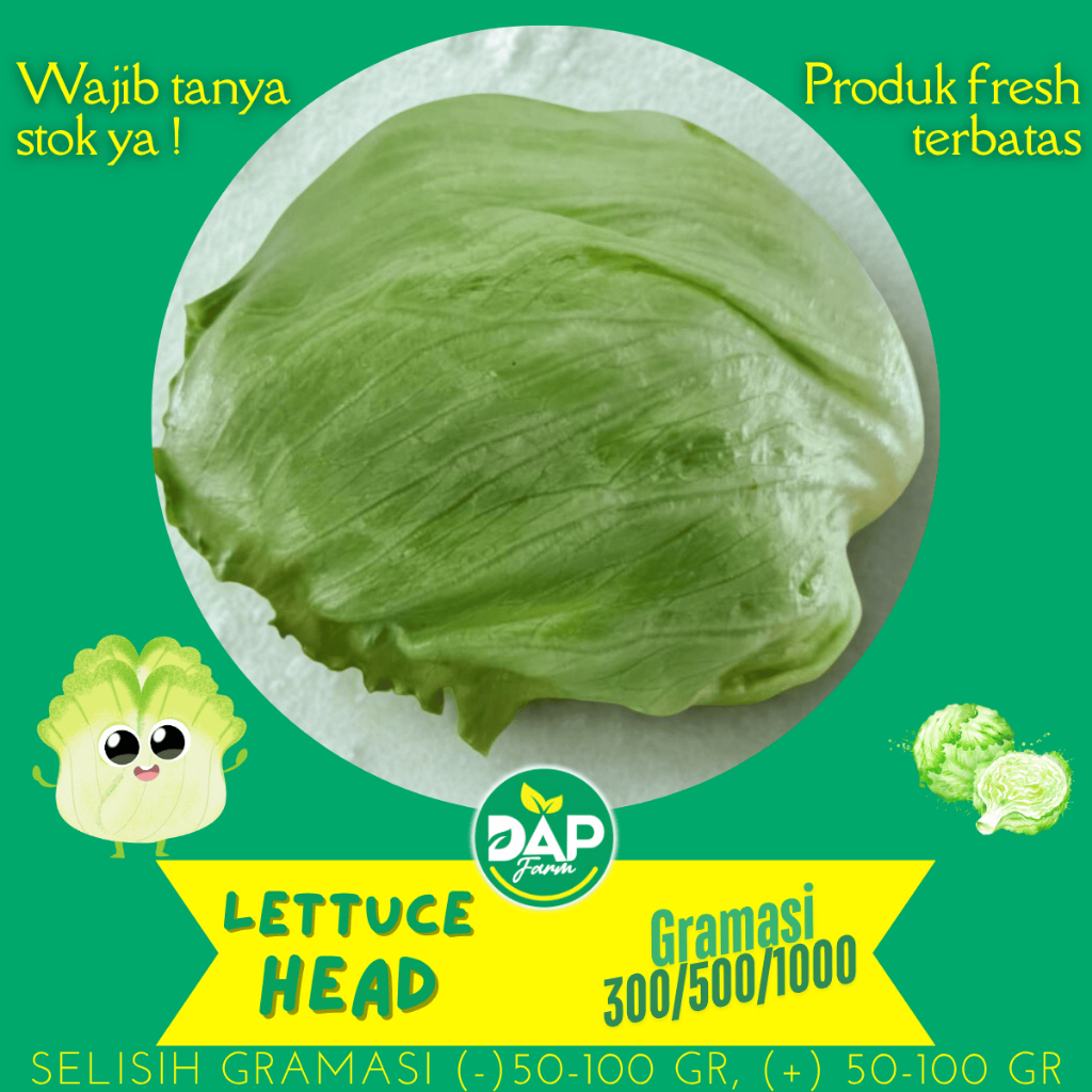 

Lettuce Head / DAP / Sayur Jakarta