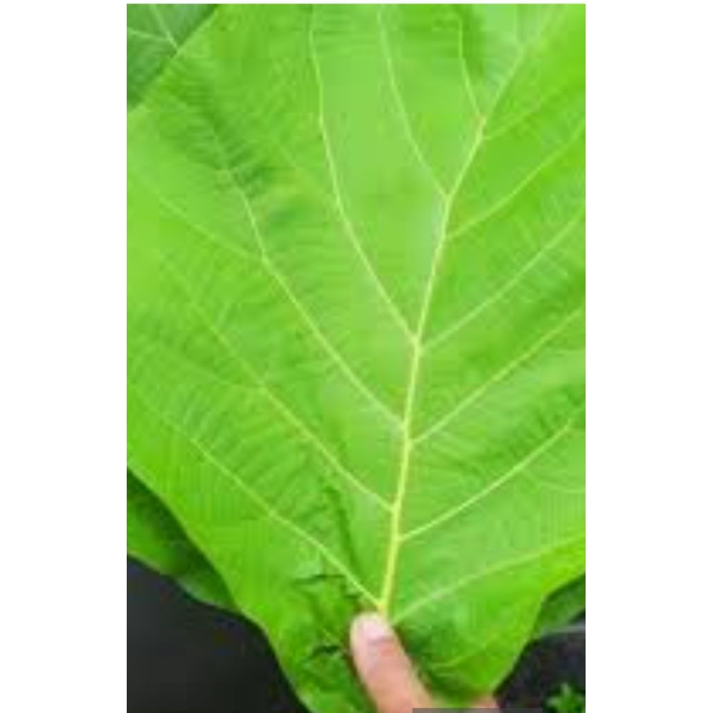 

Daun jati 1kg