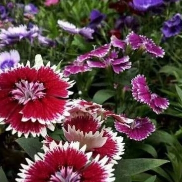 Tanaman Hidup Bunga Hias Dianthus / Anyelir (Berbunga) - Tanaman Hias Bunga Dianthus - Bibit Tanaman