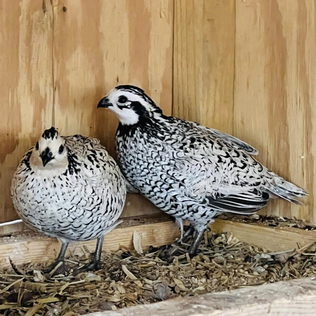 Puyuh Hias Bobwhite Snowflake Pilihan Sepasang