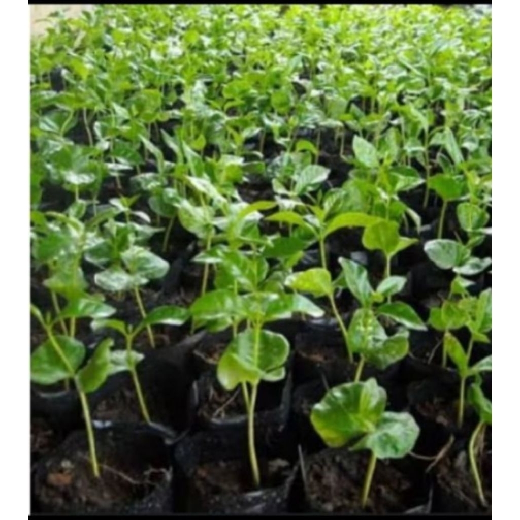 Bibit Robusta Lampung Unggul, Bibit Kopi Lampung Siap tanam #Robusta Kecambah Lampung#PILIHAN