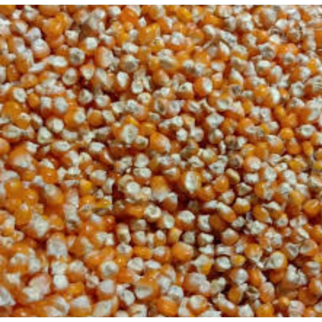 

benih jagung lokal pilihan 100 gr