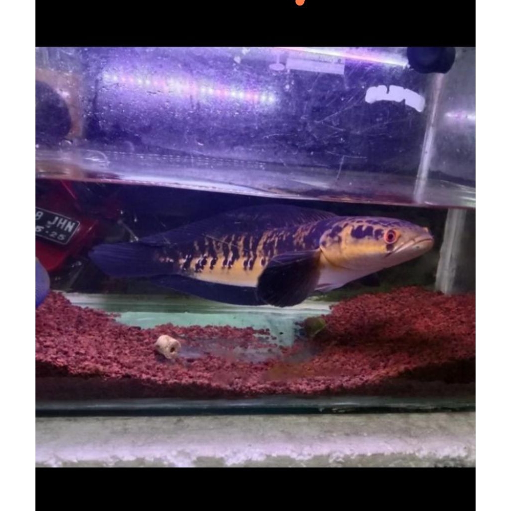 chana maru ys sortiran