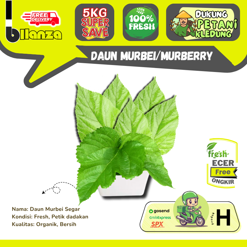 

Bllanzanow | Daun Murbei Murberry Organik Top Antioksidan — Sayur Gunung Ecer (H)