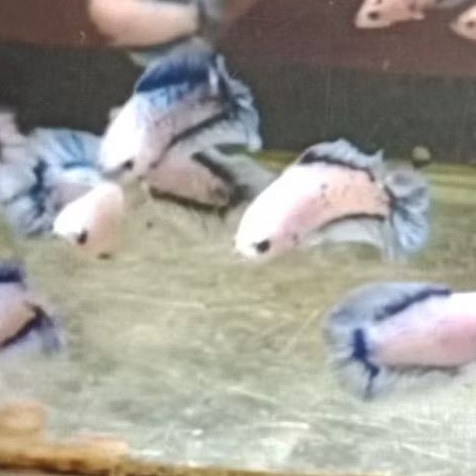 hiasan akuarium pkdt grizel
