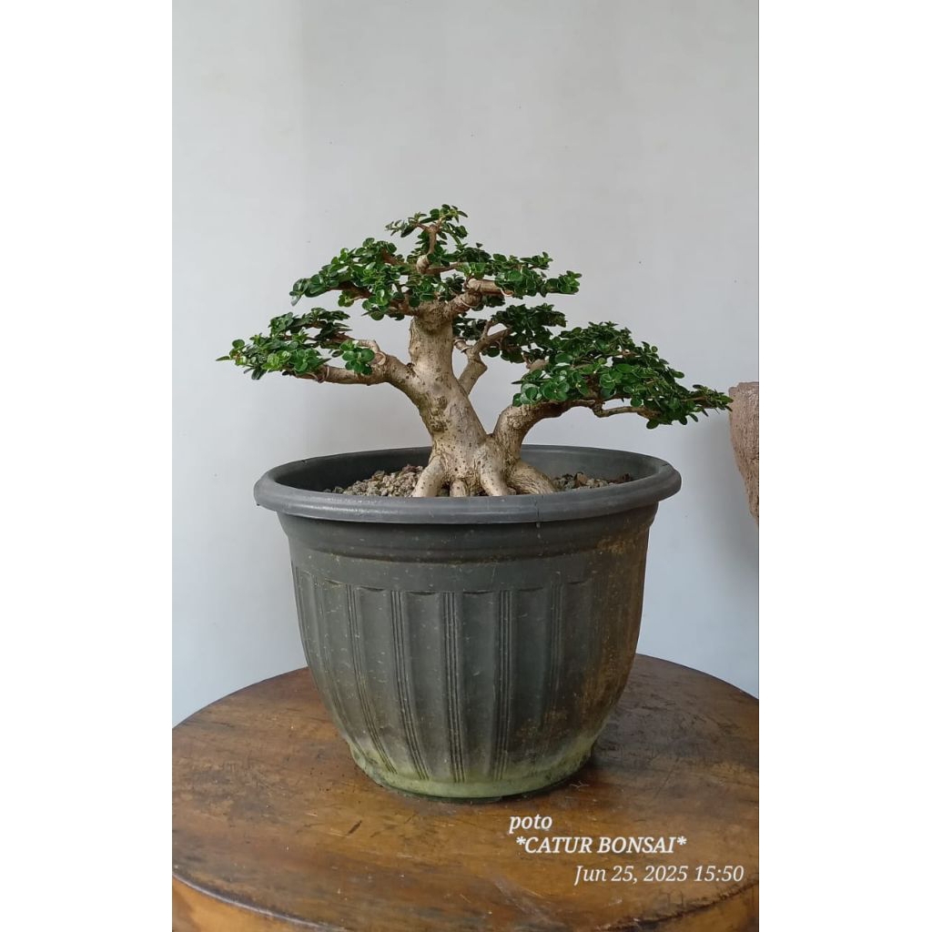 bonsai sancang mame siap pajang packing kayu