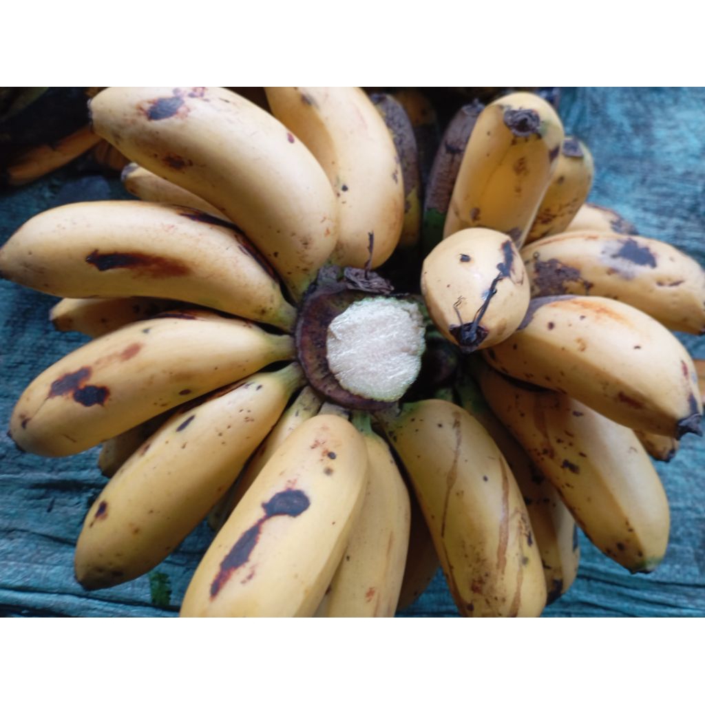 

BUAH PISANG ROJOMOLO / RAJAUDANG / REDBENANA manis segar
